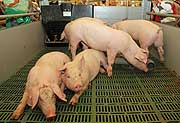 Schweine leive erleben (©Foto: MartinSchmitz)